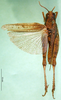 female, dorsal view (paralectotype). Depicts CollectionObject 1589444; 13fdb190-6f53-4065-9f00-5cbe08423566, a CollectionObject.
