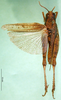 CollectionObject 1589444; 13fdb190-6f53-4065-9f00-5cbe08423566: female, dorsal view (paralectotype). (CollectionObject).