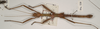 CollectionObject 1559795; 6ee93ef6-2dad-49c4-9663-219a1fa4b6b4: copyright OUMNH. male of Phasma (Acanthoderus) lacertinum (holotype). (CollectionObject).