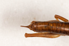 CollectionObject 2602149; 6e785ce8-fb19-4286-810b-6c8663f79f3b: female, dorsal view (paratype). (CollectionObject).