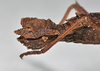 CollectionObject 1558289; NHMUK(SF IMPORT DUPLICATE) BMNH(E)845354, e1c4632b-fddb-4395-82e7-489e6398b8c9: copyright Natural History Museum, London. female: end of abdomen, lateral view (holotype). (CollectionObject).