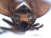 Head on Docalidia matthewi Nielson, 1990: (Observation).