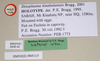 CollectionObject 1558491; NHMUK(SF IMPORT DUPLICATE) 845113, da0d62ff-91fa-4458-a25f-71e0b5f579fe: copyright Natural History Museum, London. female, data labels (holotype). (CollectionObject).