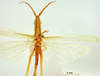 CollectionObject 1530743; 1321a58d-9d34-4ae7-b1a1-d99ff77b61ee, DORSA SAplagraHTM: male, dorsal view (holoype). (CollectionObject).