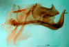 CollectionObject 1501988; 2d67cb67-4a7d-4a3e-ad47-e6905ba51b9f: prep. Gorochov. phallic complex, lateral view. (CollectionObject).