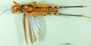 CollectionObject 1501467; 0e824201-7926-44a0-a6df-a1da7de9fb31, DORSA BA000084S01: female, ventral view (holotype). (CollectionObject).