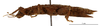 CollectionObject 1587921; 11dda817-c4c4-4261-a97e-99973e1722fa: copyright MNHN, Paris. female, lateral view (paratype). (CollectionObject).