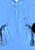 Connective on Asymmetrasca decedens (Paoli, 1932): (Observation).