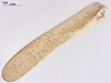 CollectionObject 1578223; 15a4a989-b64f-41f9-bff0-865db3461705: male, left tegmen. (CollectionObject).