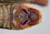 CollectionObject 2014606; 7383ed84-b8c6-45b2-912f-11e0f5b5364e: male abdominal terminalia, dorsal view. (CollectionObject).