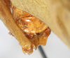 CollectionObject 1576557; 8d55a461-b6e6-477f-9612-240304d2ec3c: male abdomen tip, caudal view. (CollectionObject).
