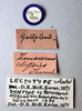 CollectionObject 1477848; 5a3b6554-d523-4f33-a193-4c923dceec80: female, labels (lectotype of Zonocerus elegans variety brevipennis). (CollectionObject).