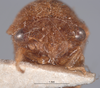 Head on Cyrtolobus celsus Van Duzee, 1916: (Observation).