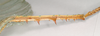 CollectionObject 1558766; d483d5be-8b50-4817-9426-df97e6c2b7c3, NHMUK(SF IMPORT DUPLICATE) 845027: copyright Natural History Museum, London. female: hind tibia, lateral view of synonym Eurycnema viridissima (lectotype). (CollectionObject).