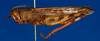 CollectionObject 1578679; 015279d1-27a0-4e39-994d-ed3772fd7817: male, lateral view (paratype of Thisoicetrus littoralis asiaticus). (CollectionObject).