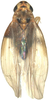 Habitus, dorsal view on Anufrievia parisakazu Cao & Zhang, 2018: Habitus. (Observation).