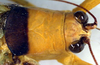 CollectionObject 1500503; dfc38884-7aad-4664-9e3f-a9dc9fd69d42, DORSA BTarascuHTM: male head and pronotum, dorsal view (holotype). (CollectionObject).