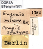 labels (syntype). Depicts CollectionObject 1500249; ee59a0f0-810b-4739-8895-3fa999e04d9a, a CollectionObject.