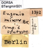 CollectionObject 1500249; ee59a0f0-810b-4739-8895-3fa999e04d9a, DORSA BTengminS01: labels (syntype). (CollectionObject).