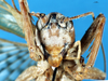 CollectionObject 1578135; d84b4097-3d20-4ef7-aa66-8a0bb64fa51f: male, frontal view. (CollectionObject).