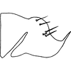 Pygofer, lateral view on Colladonus ponderosus Ball, 1937: (Observation).