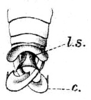 Teratura monstrosa Redtenbacher, 1891: Pl. IV, Fig. 79 b. male abdomen tip, dorsal view (l.s. = lamina supraanalis, c. = cerci). (Otu).