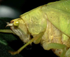 Arota festae (Griffini, 1896): male head and pronotum, lateral view (Costa Rica, La Selva). (Otu).