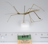 CollectionObject 1561860; 654676ad-d503-42ba-bfb7-6275ce6096e3: copyright ZMUH, Hamburg. male, lateral view (holotype). (CollectionObject).