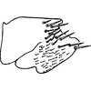 Pygofer, lateral view on Acacimenus variabilis Viraktamath, 1999: Pygofer, lateral view. (Observation).
