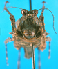 CollectionObject 1568310; 4266e172-687e-4251-8e18-3543d365ede4: female, frontal view. (CollectionObject).
