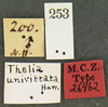 Other: !! display not done !! on Glossonotus univittatus (Harris, 1841): (Observation).