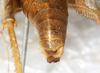 CollectionObject 1576526; d99b162f-08c5-4014-83c9-e5fc120316ed: male abdomen tip, dorsal view. (CollectionObject).