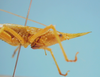 CollectionObject 1542657; 1d40070c-29b1-4e73-8759-b94cad83691b: female fastigium lateral view (holotype). (CollectionObject).