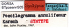 CollectionObject 1501736; 8f4ee044-d213-4c13-835f-fadb7e2979d4, DORSA BTpoeannS05: female labels (syntype). (CollectionObject).