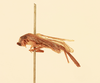 CollectionObject 1476833; d594eeed-6a59-4a16-acc4-0c166a210978, NHMUK015982157: Diatrypa (Diatrypa) jansoni Saussure, 1897 (Holotype). (CollectionObject).