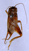 CollectionObject 1579372; 953f7332-6537-4b91-8599-5d8c7ac3a707: male, dorsal view. (CollectionObject).