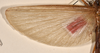 CollectionObject 1558982; a2667a89-712a-4ba6-8f36-842bc936eedf: copyright OUMNH. male wings (syntype). (CollectionObject).