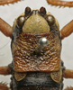 CollectionObject 1535968; 447d7091-fcad-48f0-9081-27e7b245c32e: female pronotum, dorsal view (paratype). (CollectionObject).