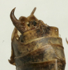 CollectionObject 1535165; e9d5f4f4-cb4f-4f1a-bbb3-9acfb3d67e5d: male abdomen tip, dorsal view (lectotype). (CollectionObject).