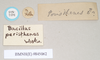 CollectionObject 1558547; 60a19b5b-98ed-4581-b16b-326a9354a656: copyright Natural History Museum, London. male, data labels (syntype). (CollectionObject).;CollectionObject 1558548; 3181af4a-1fcb-427b-a9c6-e70ddf2ce114: copyright Natural History Museum, London. male, data labels (syntype). (CollectionObject).