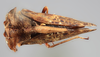 Habitus, dorsal view: !! display not done !! on Tumecauda serraticornis (Funkhouser, 1930): (Observation).