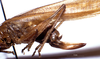 CollectionObject 1522101; c7f230c7-fd96-422f-bae9-418cdbfaf796: female ovipositor (holotype of Eppioides bicolor). (CollectionObject).