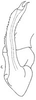 Aedeagus, ventral view: !! display not done !! on Neodeltocephalus asper Linnavuori, 1959: Aedeagus, ventral view. (Observation).