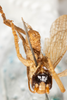 CollectionObject 1531231; 13b3a7ff-4e15-4dad-ac61-d772052170fc: male, ventral view (holotype). (CollectionObject).