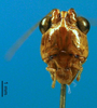 CollectionObject 1500321; 28d151bd-3ffe-4de3-ab01-71a473359e6c: male head, frontal view (holotype). (CollectionObject).