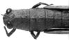 CollectionObject 1507330; 981994b1-ae20-4ce3-abe5-c7f9d08179e4: Image Carbonell, C.S. female head and pronotum, dorsal view (holotype). (CollectionObject).