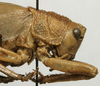 CollectionObject 1535099; 171967d3-fd2a-4d25-9a54-3bdb21eaa2b5: female pronotum, lateral view (holotype). (CollectionObject).