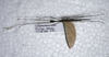 CollectionObject 1576276; 2d48ae51-cb44-4e4b-b16b-fa7caa1e79e5: copyright ZRC, Singapore. male, dorsal view (paratype). (CollectionObject).