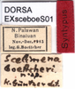 CollectionObject 1577253; ce127e47-af95-4aa9-a5b6-1cf3825673c7: labels (syntype). (CollectionObject).