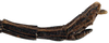 CollectionObject 1578587; RBINS IG: 32700, 737198b7-593d-40e7-b101-96be7e35e36d: copyright ISNB, Brussels. male: end of abdomen, lateral view (holotype). (CollectionObject).